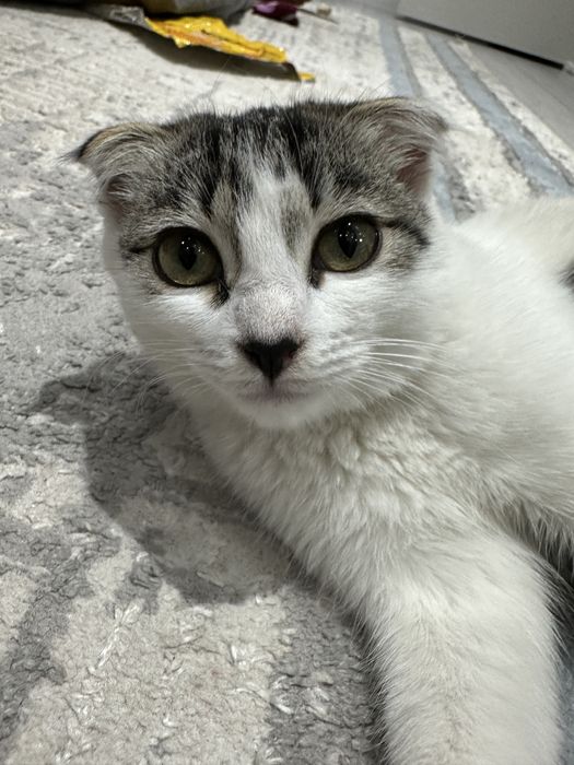 Котенок, шотландская вислоуха