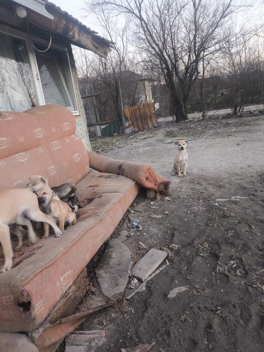 Adopții cățeluși