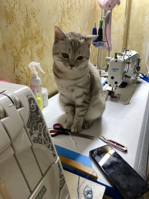 Отдам даром прямоуха