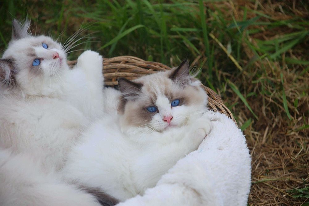 Регдолл, тряпочатя куклка