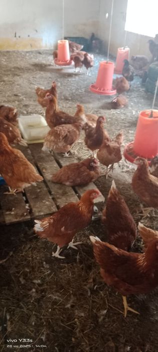 Куры Ломан Браун