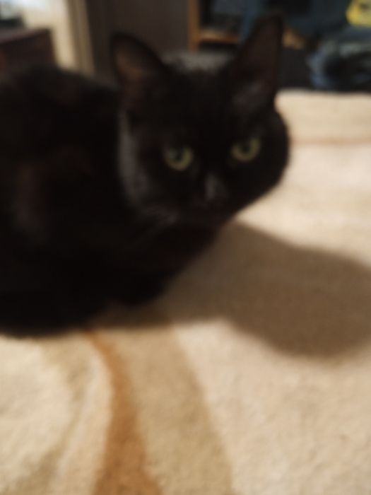 Бесплатно, отдадим б