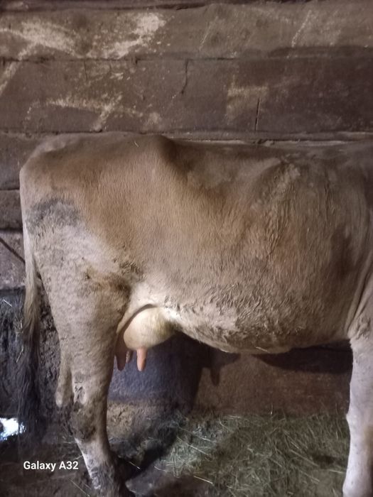 Vand vaccă Brună de Maramures