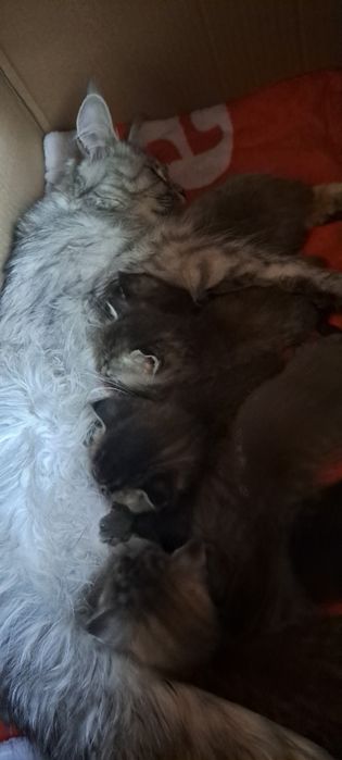 Котята в добрые руки, срочно