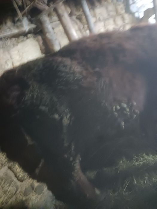 Продам тёлка стельная