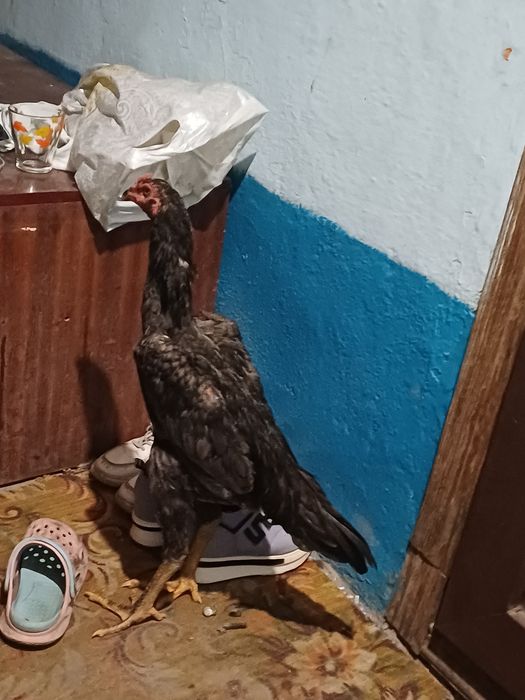 Дакан джужа хороших кровей