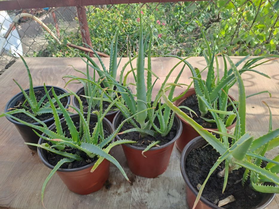 Vând plante  aloe vera