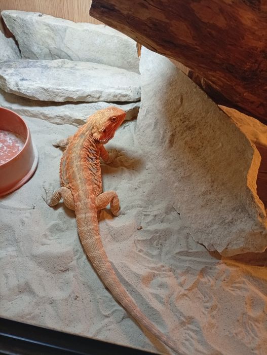 Agamă Vâlcea femelă