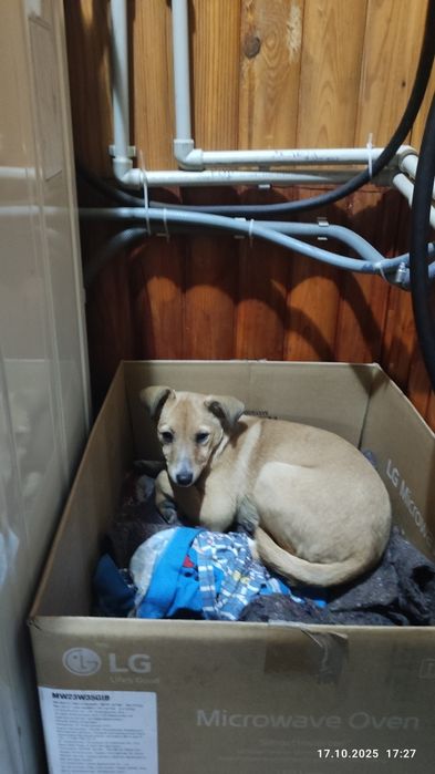 В добрые руки два щеночка девочки