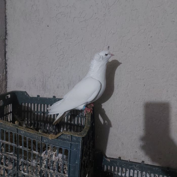 Бели чубати бровястые самец