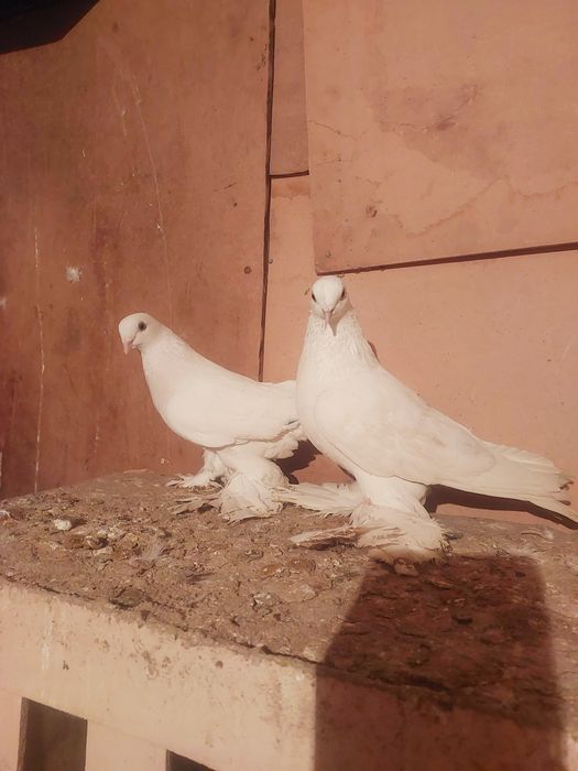 Продам белый тасманы с греблями