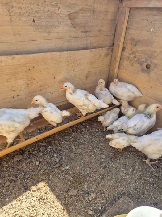 Продам домашних  цыплят