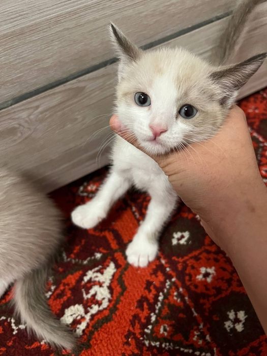 Pantyhose video porno qizi ona