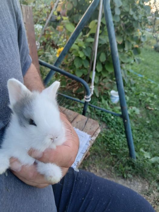 Vind iepurasi rasa pitica