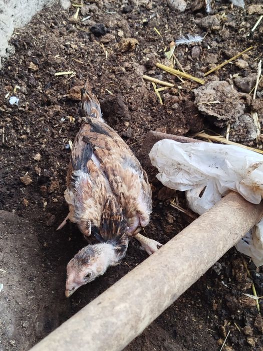 Yapon va dakan zotlari