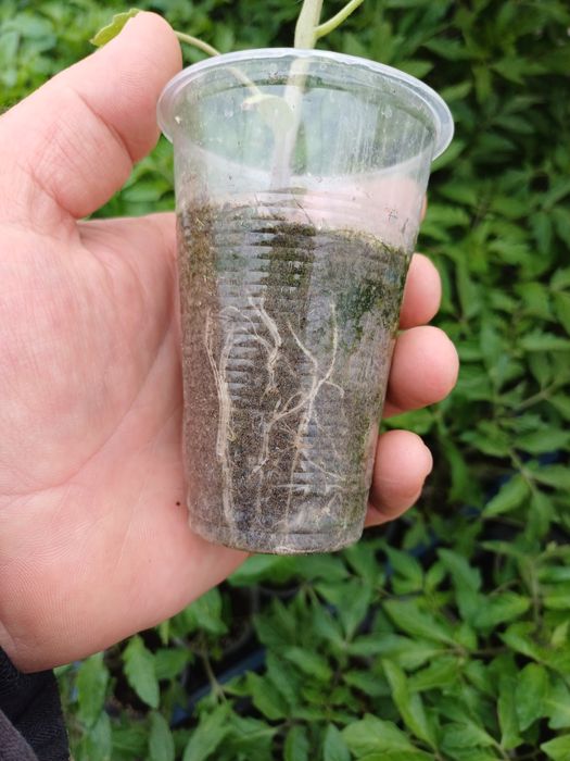 Продавам първокласен разсад домати