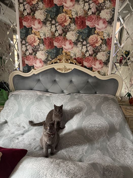 Мушук боласи сотилади