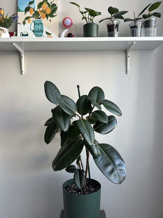 Фикус Каучконосный ( Ficus Elastika)