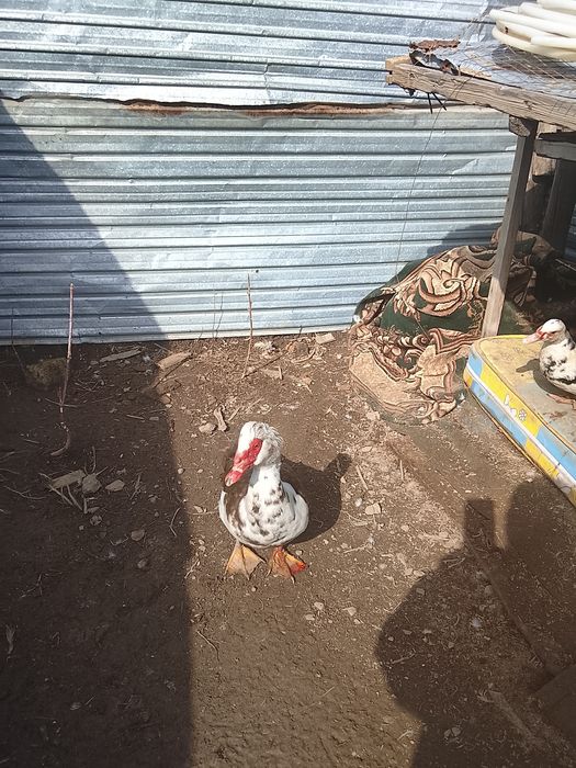 Продам индаутка и. Ауыстрам