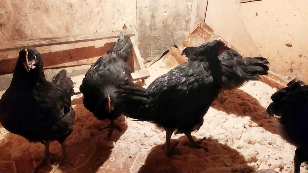 Продам молодых петушков. Джерсийский гигант.