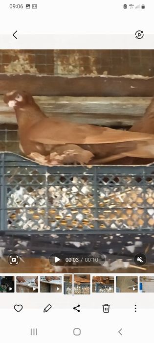 Голуби продам.  .