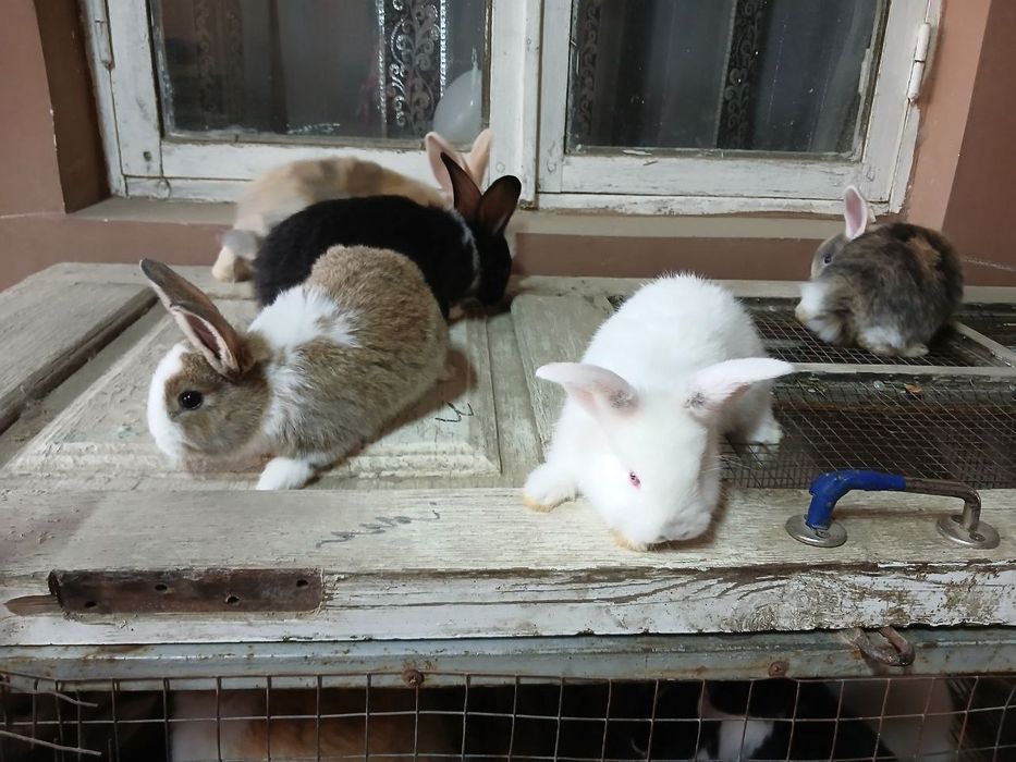 Куйончалар тезда сотилади