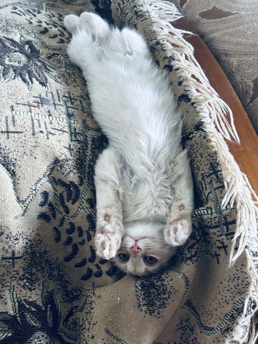 Котенок в добрые руки