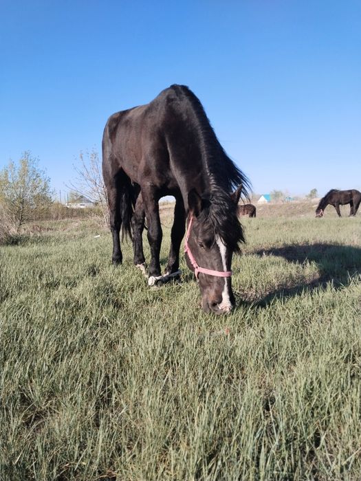 Полутяж айғыр сатылады