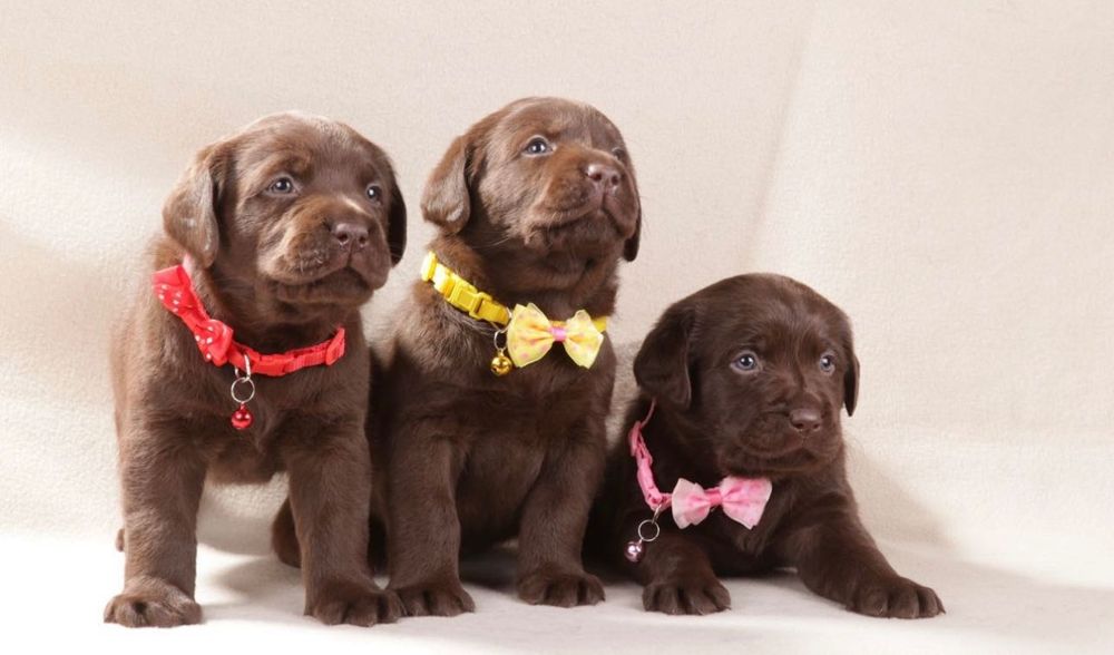 Шоколадные Щенки Лабрадора