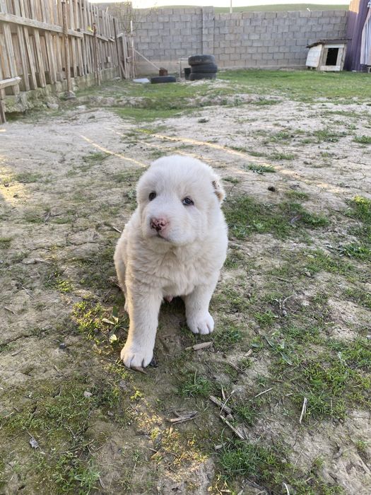 Күшіктер.   Шенки