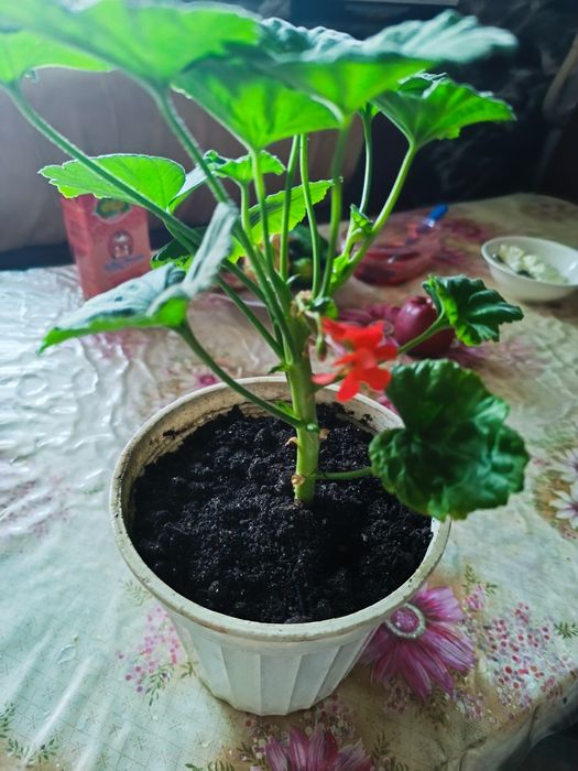 Продам молодую герань