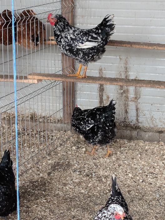 Oua de incubat diferite rase