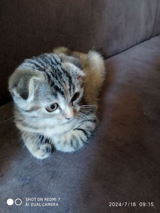 Кошка скотишфолд