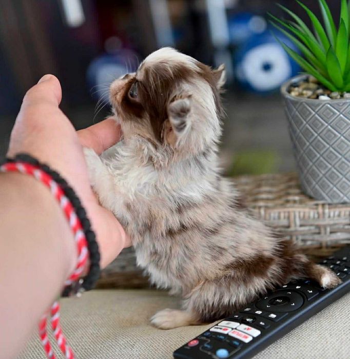 Женско миниатюрно дългокосместо шоколадово мерле