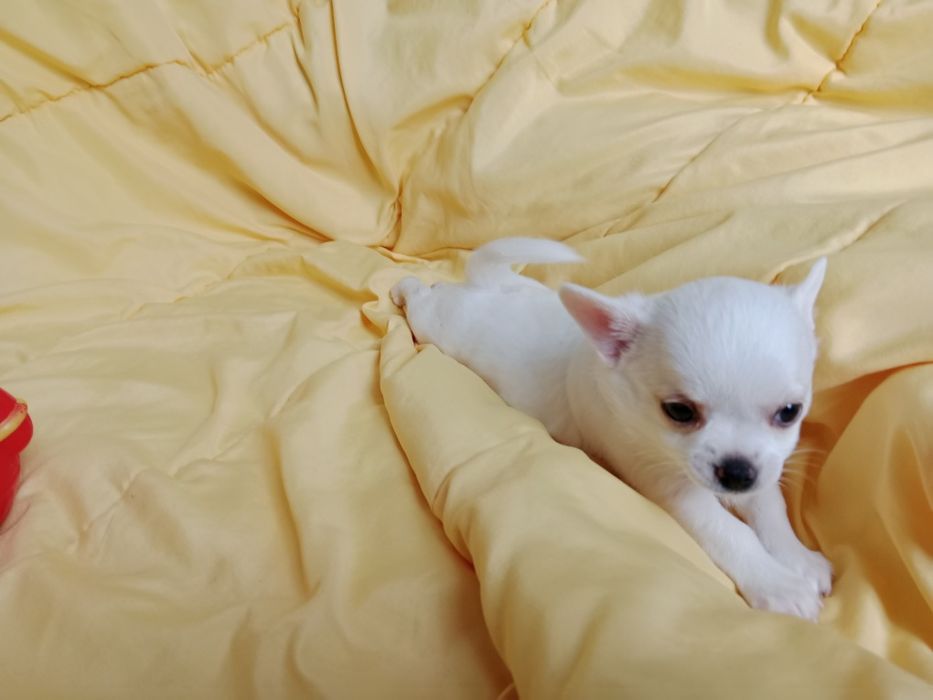 Щенки Чихуахуа мальчики.