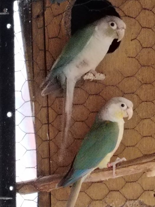 Papagalii diferite specii