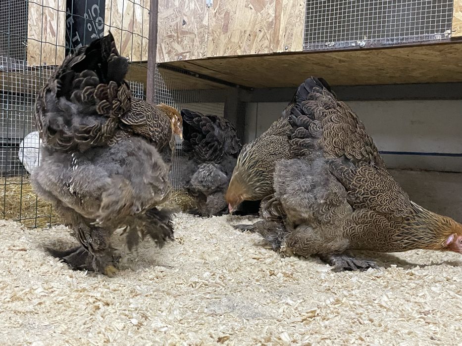 Gaini Brahma Hd  Herminat deschis Brahma Potarnichiu Brahma Columbia Brahma Herminat inchis familie Brahma  Marans Sussex Australorp Jersey Giant