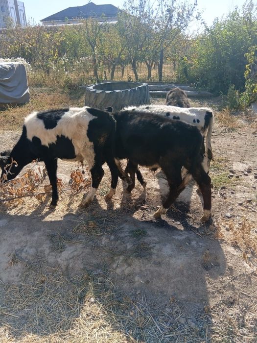 Бұқалар сатылады. Продам бычков