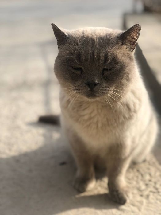 Кот, Британский короткошёрстный котик, окрас блю-пойнт
Редкий окрас ко