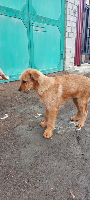 Мальчик щенок 3 мес.