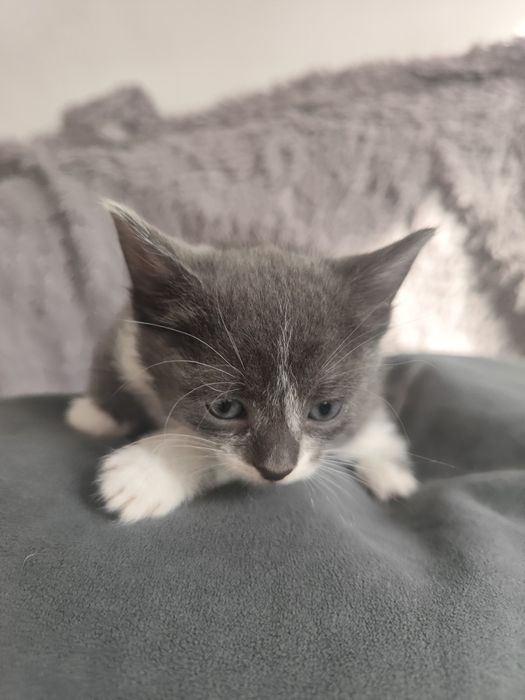 Отдам домашних котят