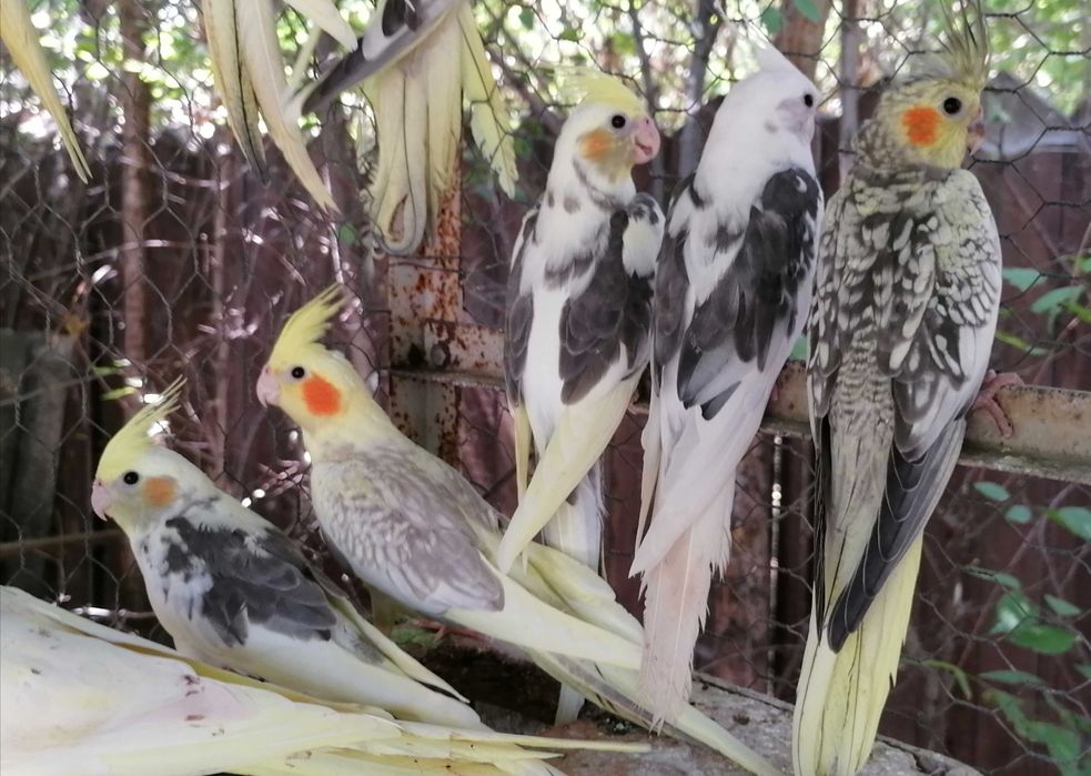 Puiuți papagali Nimfa, inelati 2025