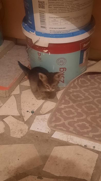 Котята даром, бесплатно.
