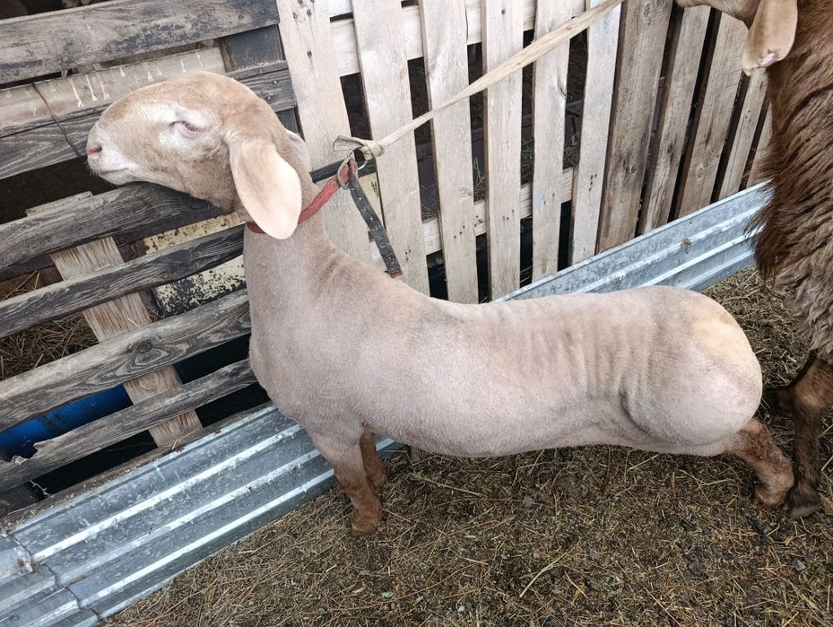 Арашан  есть 8 месяцев и есть 2 года