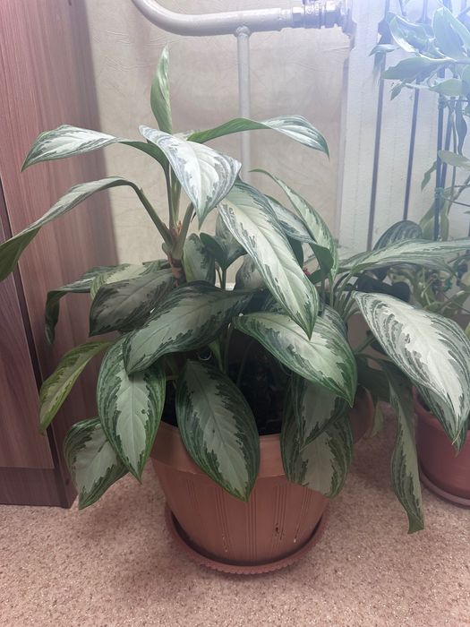 Цветы домашние или для офиса