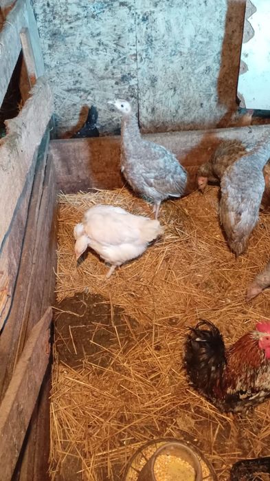 Vind sau schimb cu cereale