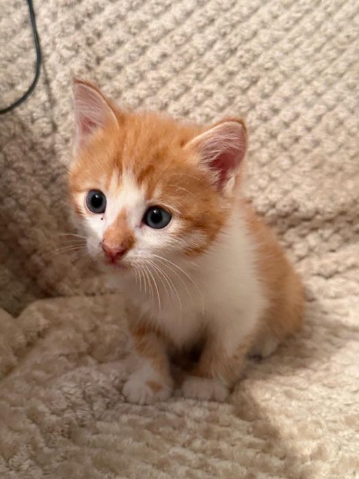 Котята девочки бесплатно