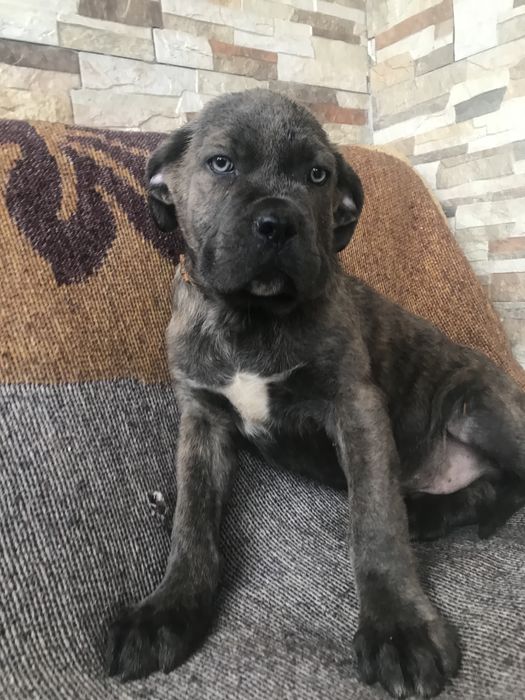 Femela cane corso pui
