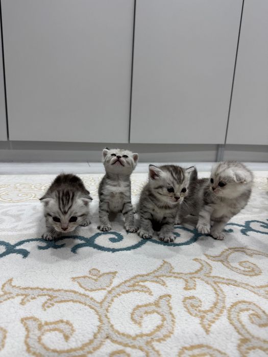 шотландиялық вислоухий