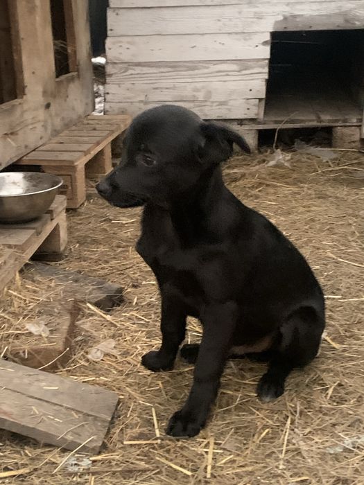 Отдам бесплатно щенка